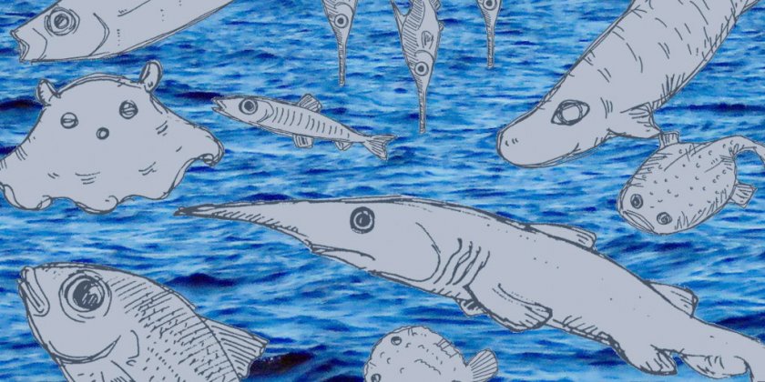 戸田の深海魚漁 トロール漁 特集ライブラリー 沼津市公式観光サイト 沼津観光ポータル