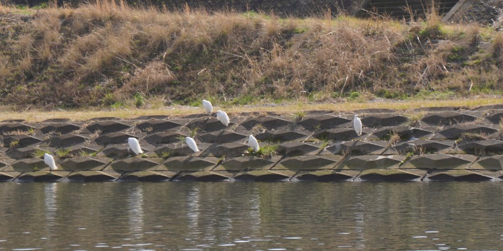 冬は狩野川で多くの渡り鳥を見ることができます