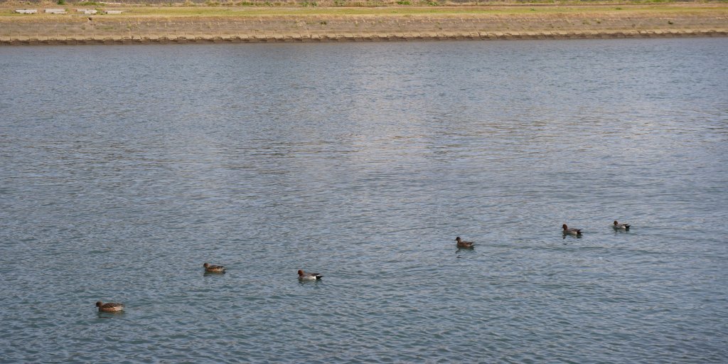 冬は狩野川で多くの渡り鳥を見ることができます