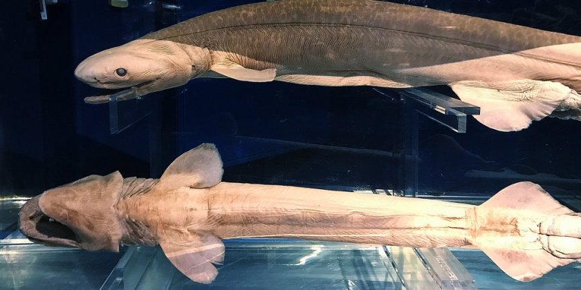 戸田で深海魚を知る 食べる 特集ライブラリー 沼津市公式観光サイト 沼津観光ポータル