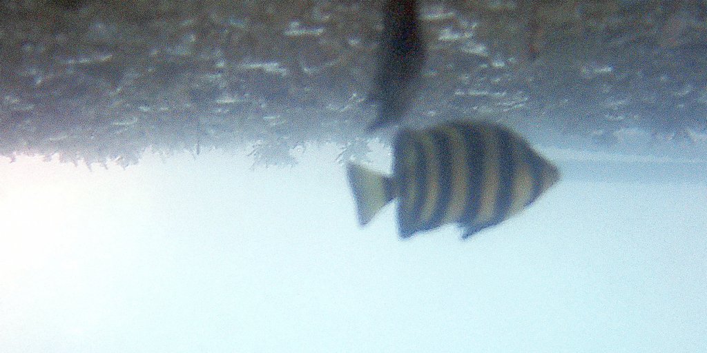 海水浴場に熱帯魚！