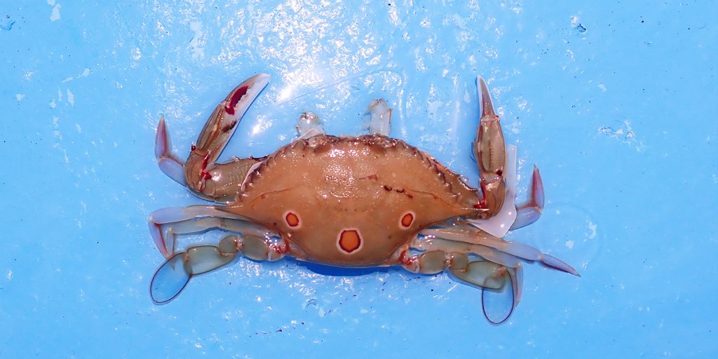 カニの脱皮