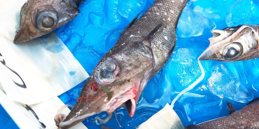 戸田で深海魚を知る 食べる 特集ライブラリー 沼津市公式観光サイト 沼津観光ポータル