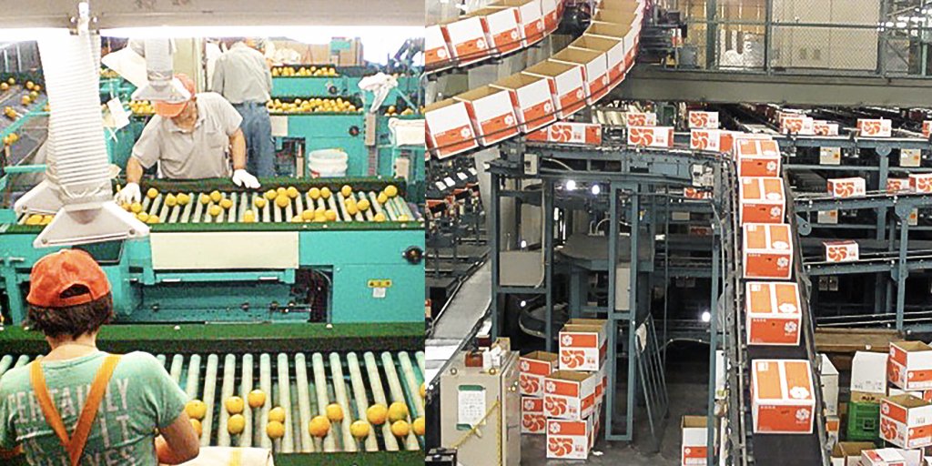 人の目で品質をチェックして出荷されます