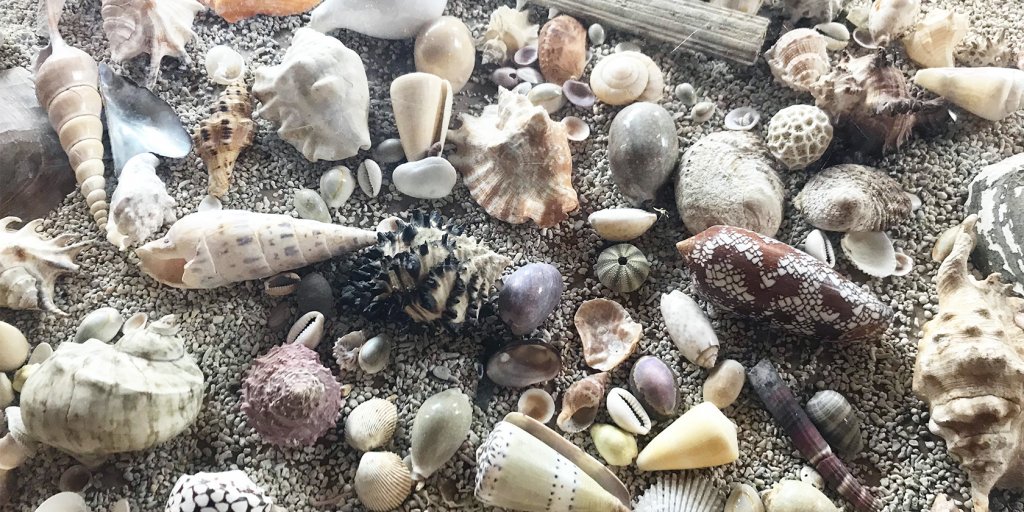 貝殻亭だけに貝殻がたくさん飾ってあります