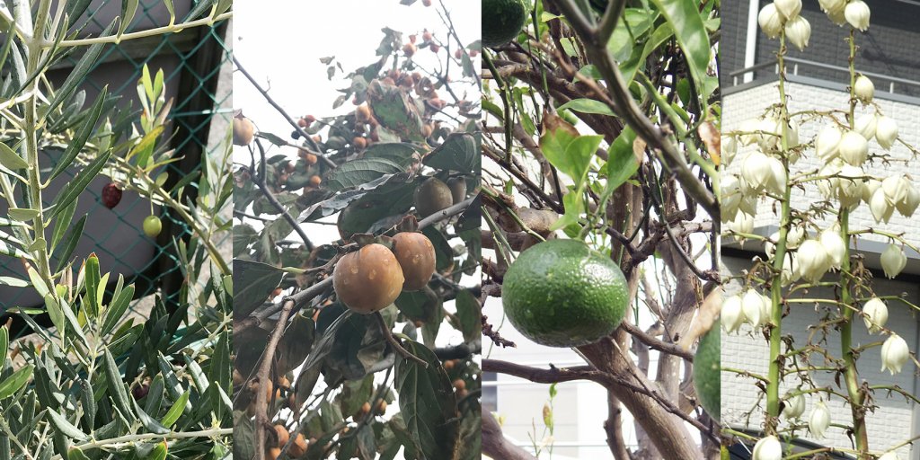 オリーブ・柿・みかんなど…季節ごとに彩る植物