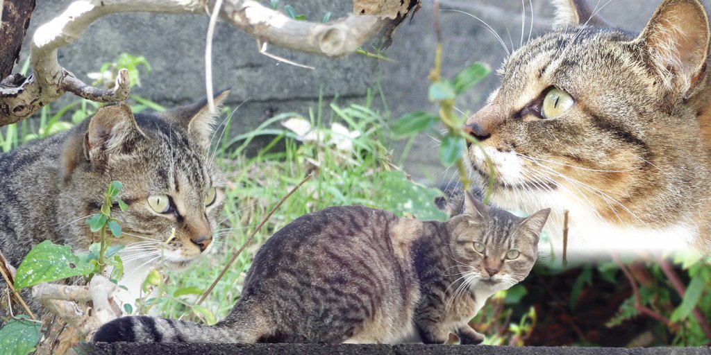 色々な表情を見せる猫