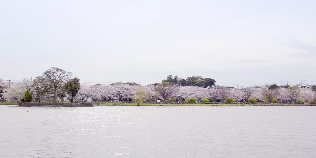 対岸の桜の様子