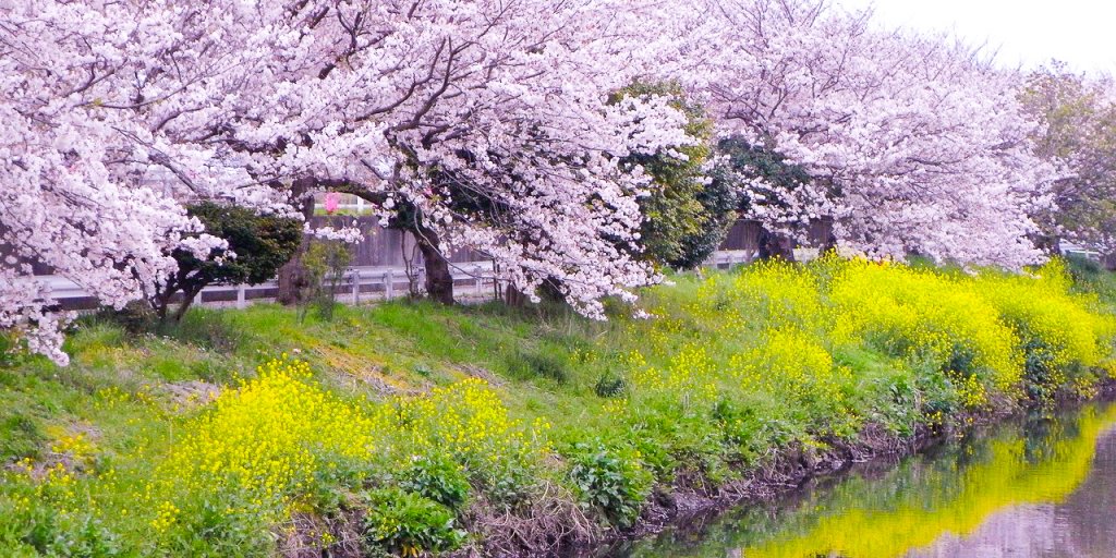桜並木