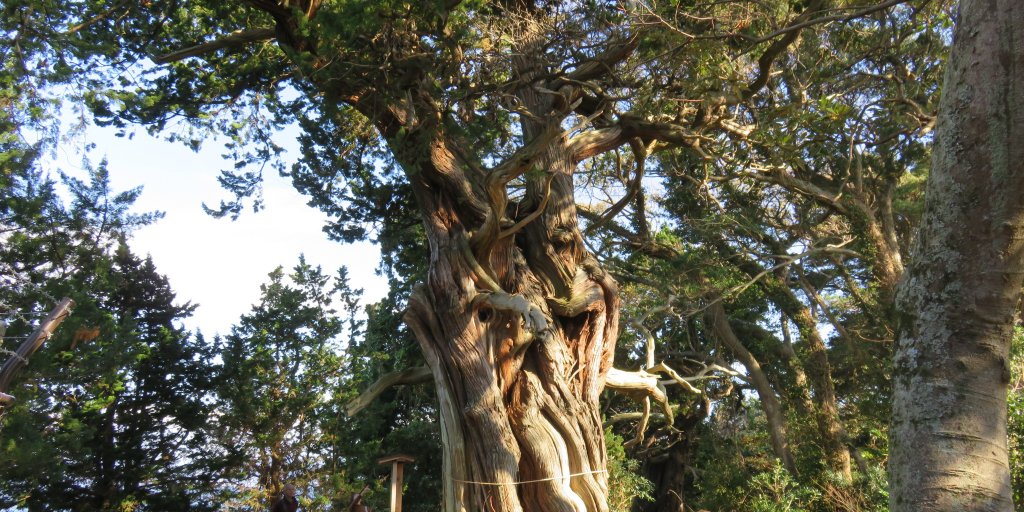 推定樹齢１５００年の御神木「夫婦ビャクシン」