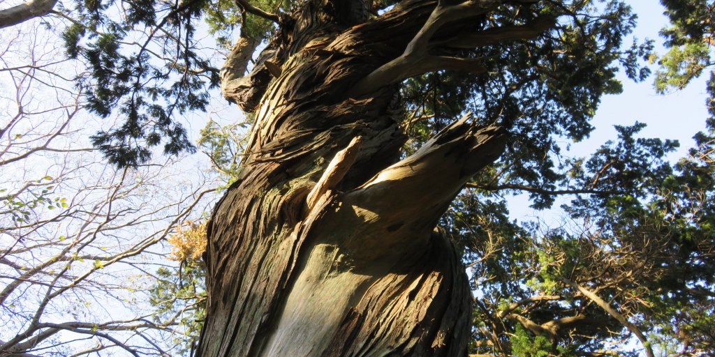 大瀬崎には樹齢1000年を越える巨木が多い
