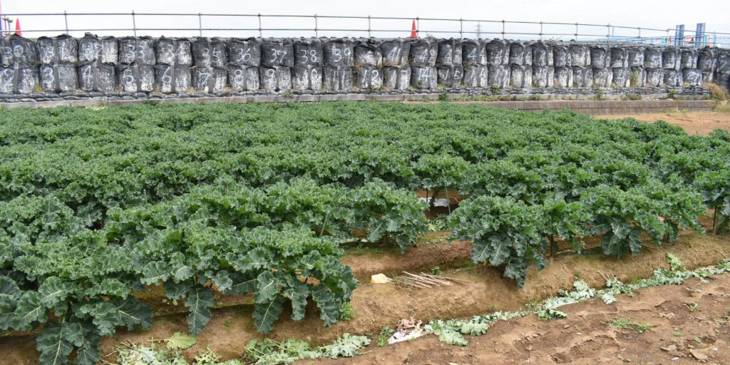 狩野川沿いのプチヴェール畑。沼津市の給食にも出るそうです。
