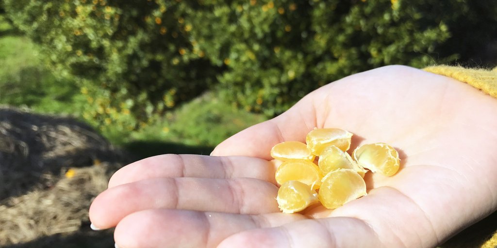 皮を剥くと小さいみかん！種が大きくてとっても酸っぱい！