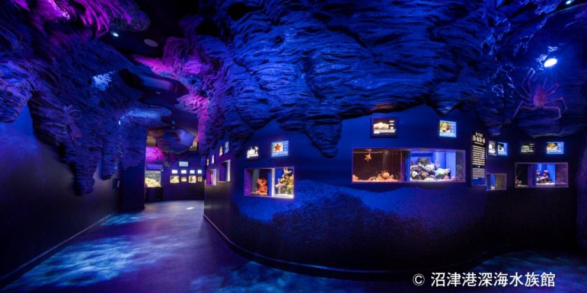 沼津港深海水族館 特集ライブラリー 沼津市公式観光サイト 沼津観光ポータル